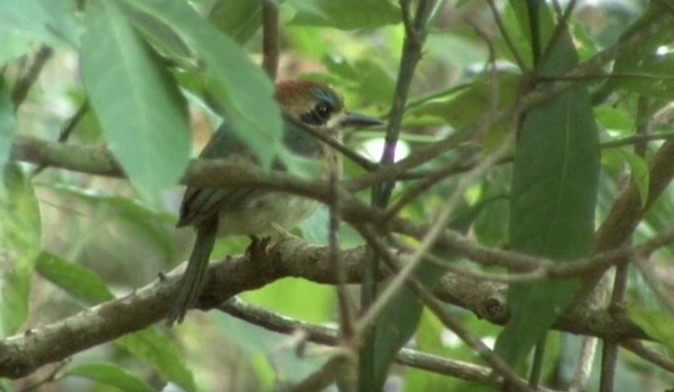 Tody Motmot - Josep del Hoyo