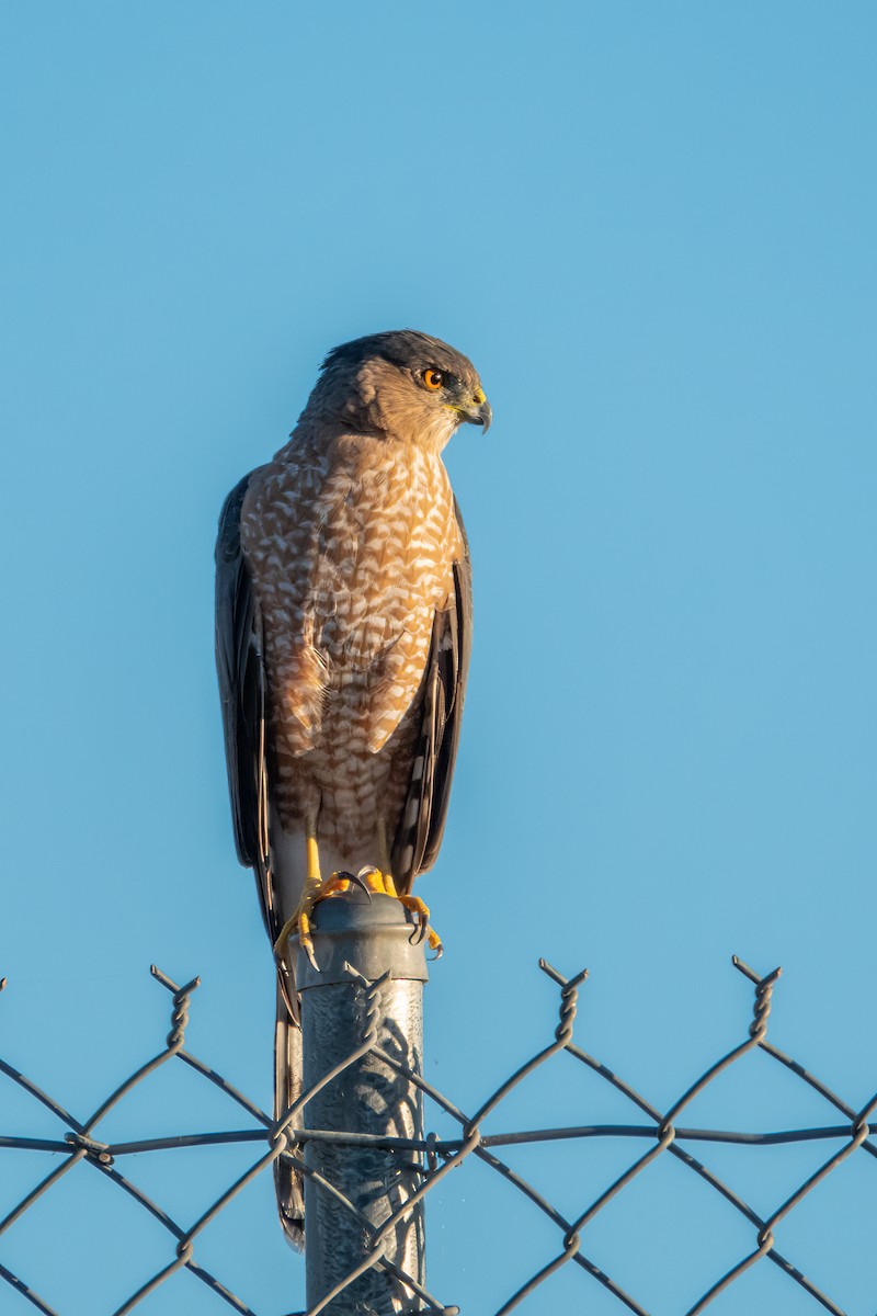 Cooper's Hawk - ML487715341