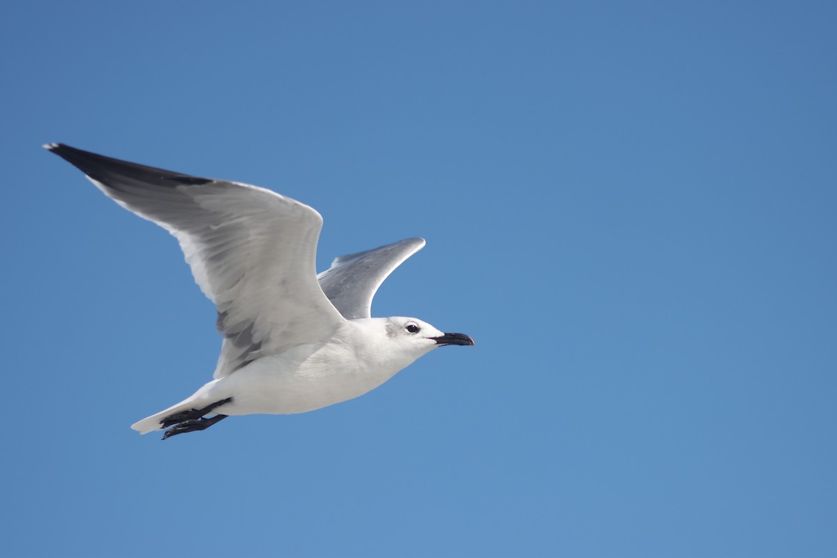 Laughing Gull - Frank Young