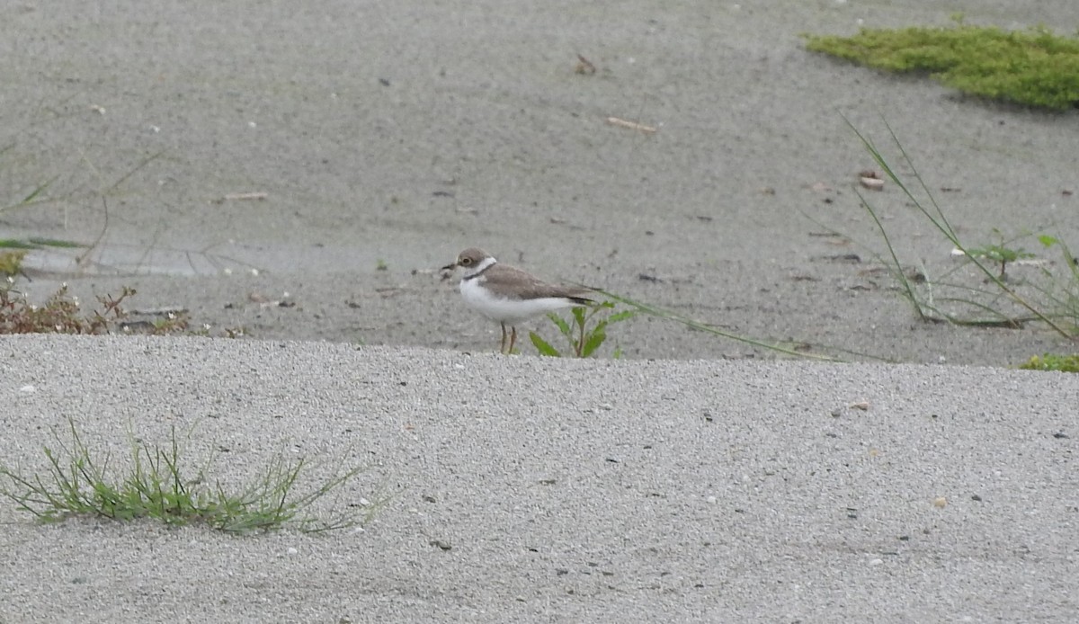 Little Ringed Plover - ML487715961