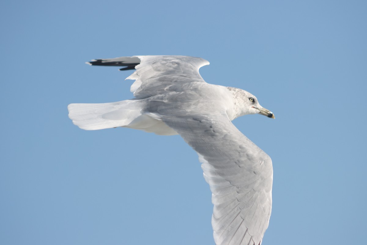 Ring-billed Gull - Frank Young