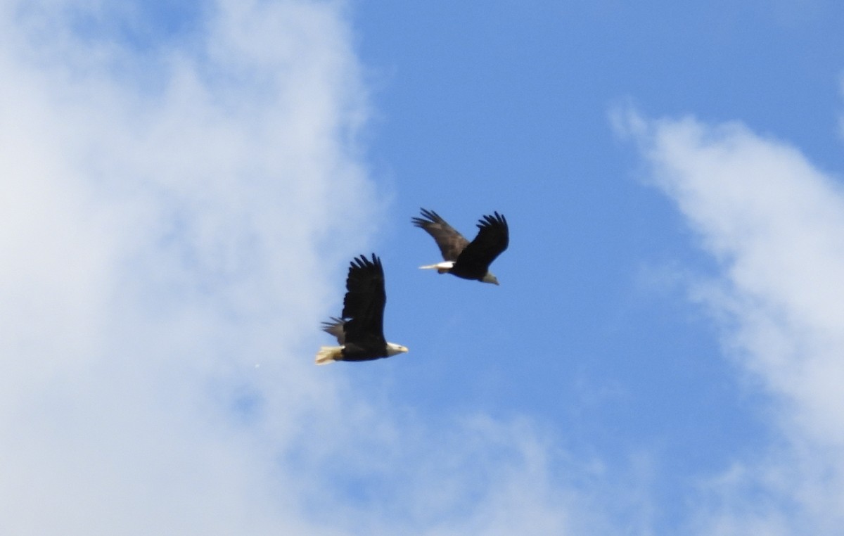 Bald Eagle - ML487716661