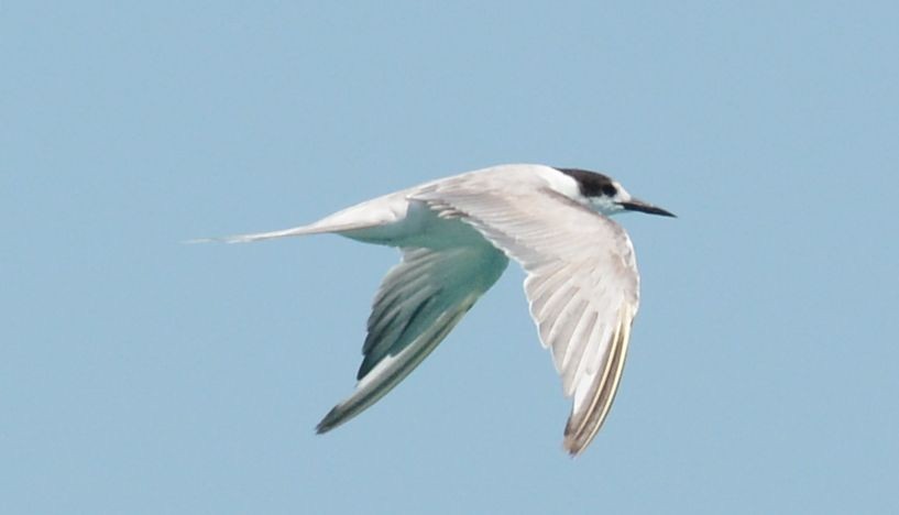 Common Tern - Frank Hawkins