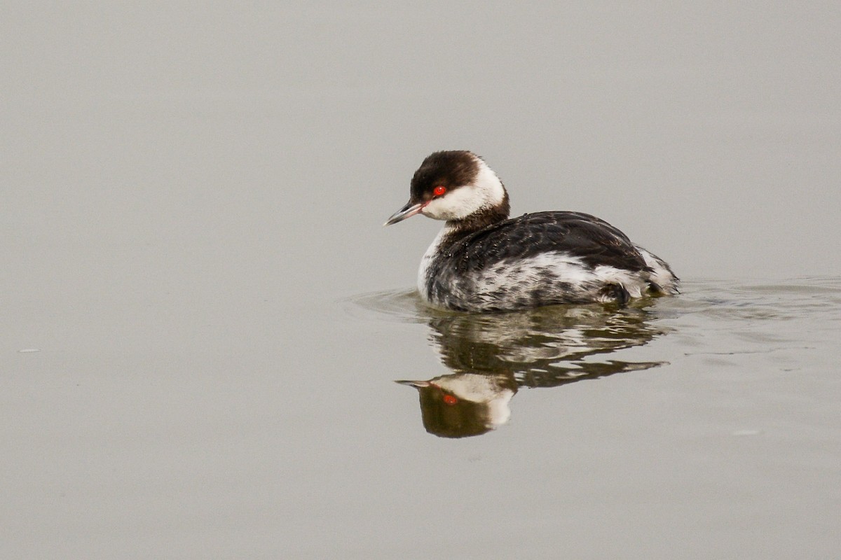 Horned Grebe - Susan Teefy