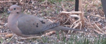 Mourning Dove - ML48772001