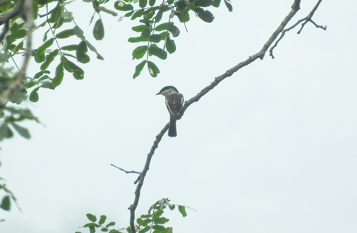 Bar-winged Flycatcher-shrike - ML487720461