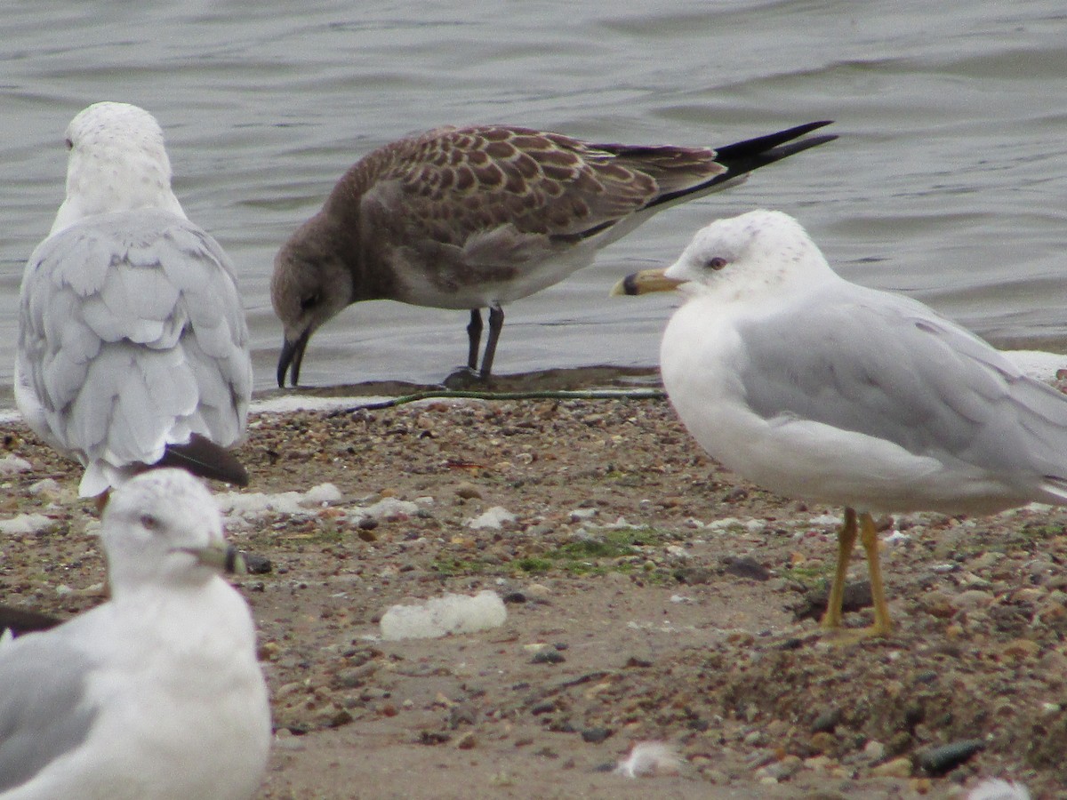 Laughing Gull - ML487720601