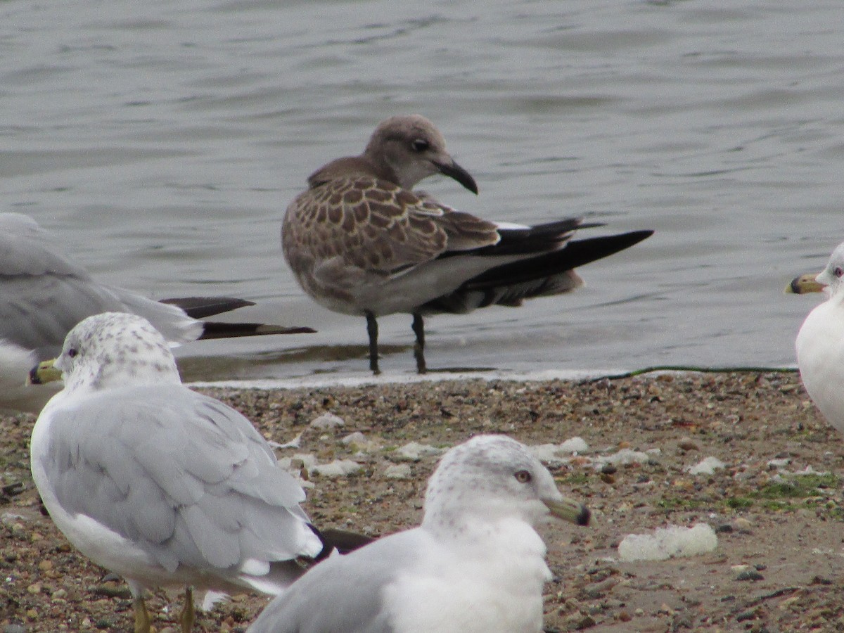 Laughing Gull - ML487720611