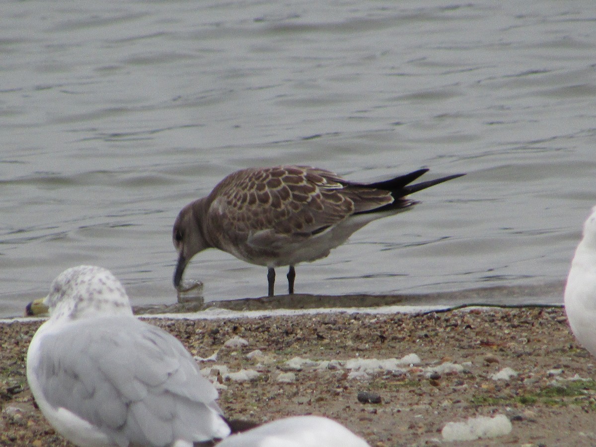 Laughing Gull - ML487720621