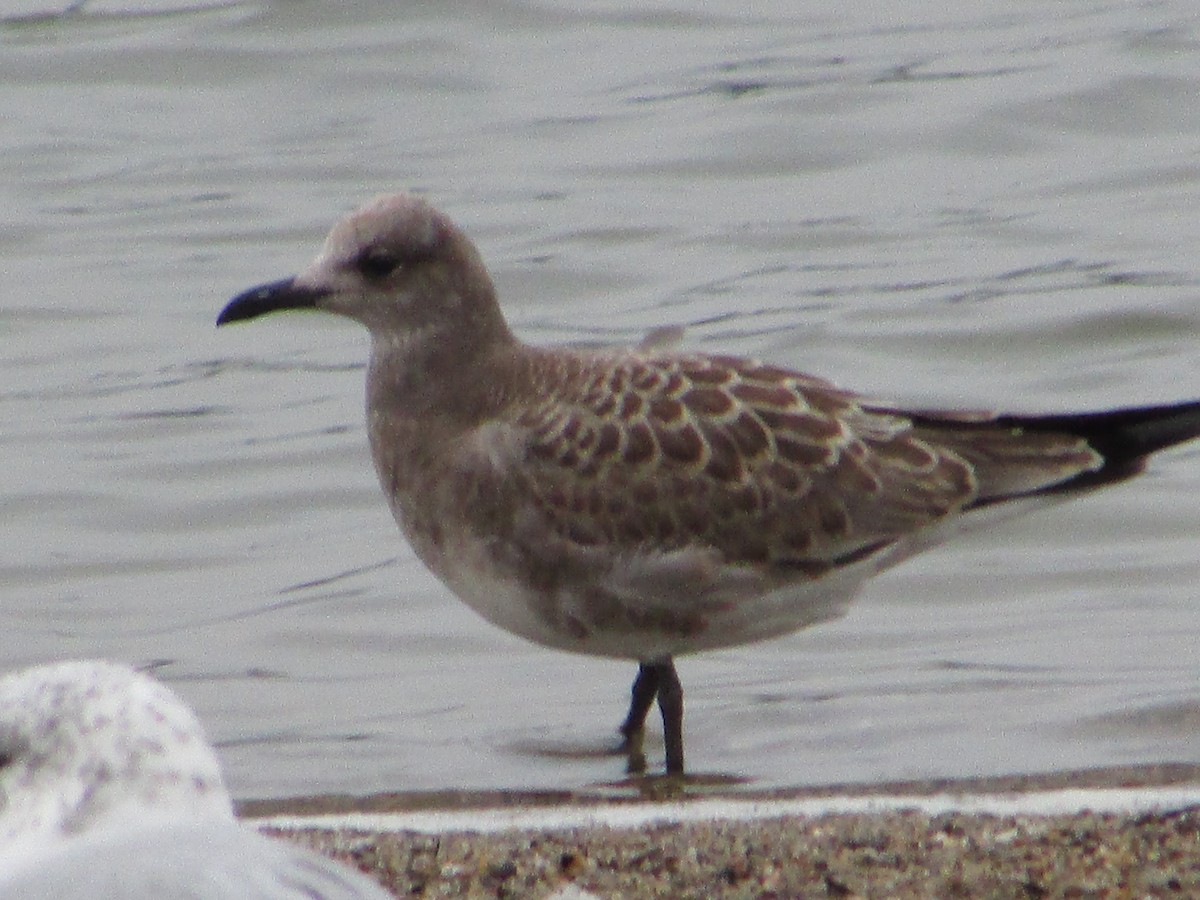 Laughing Gull - ML487720631