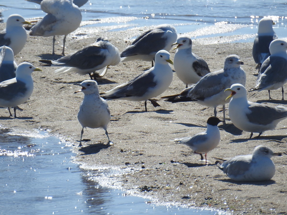 Little Gull - ML487720931