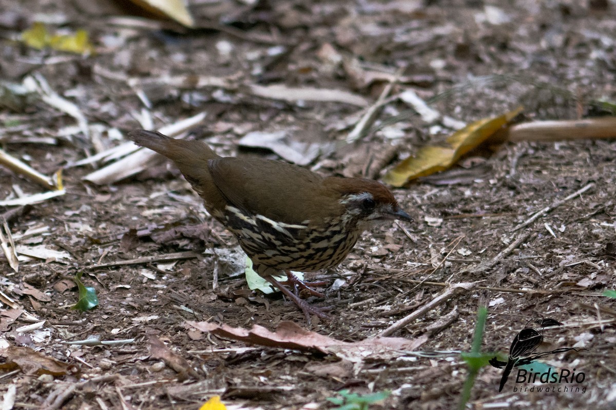 Such's Antthrush - Hudson - BirdsRio