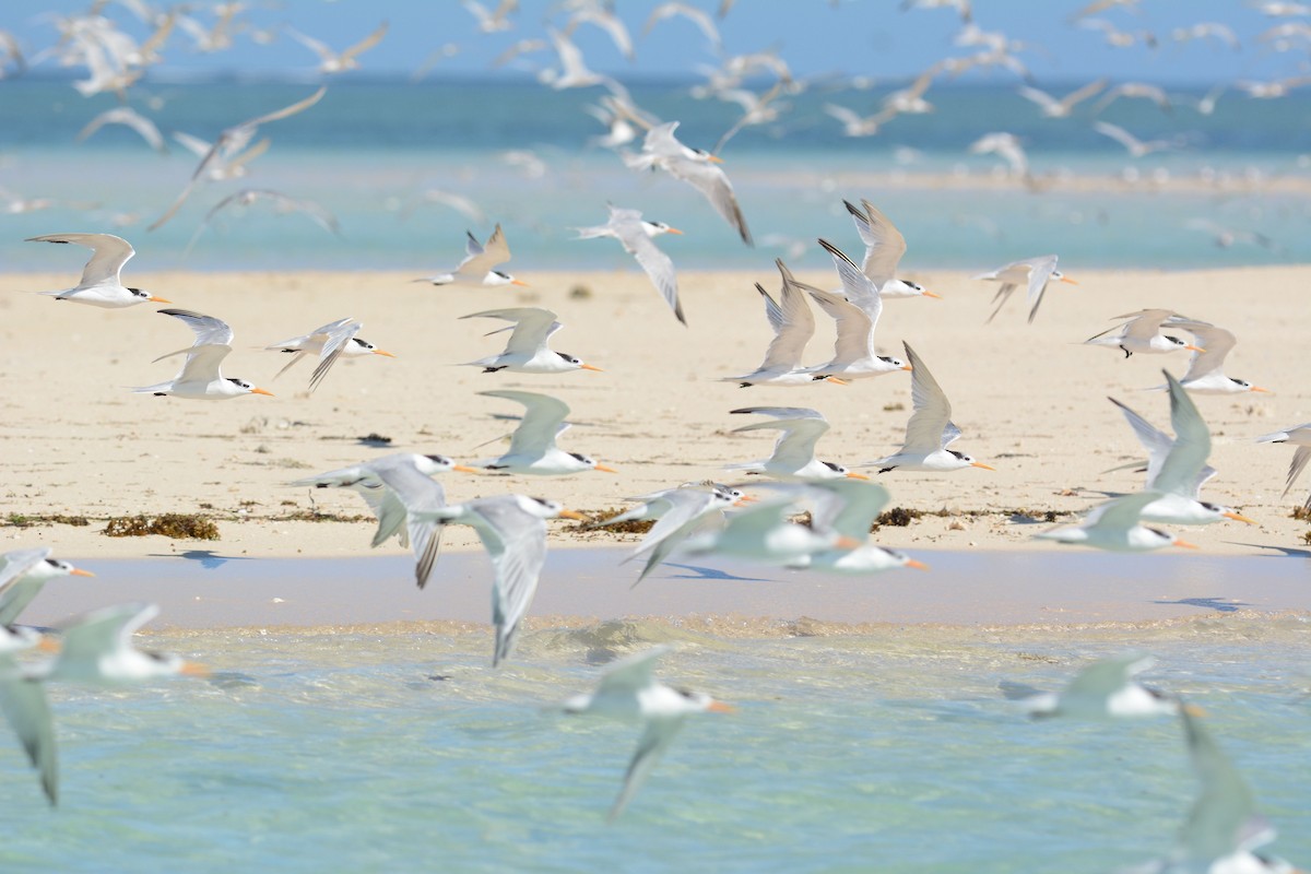 Lesser Crested Tern - ML487721601