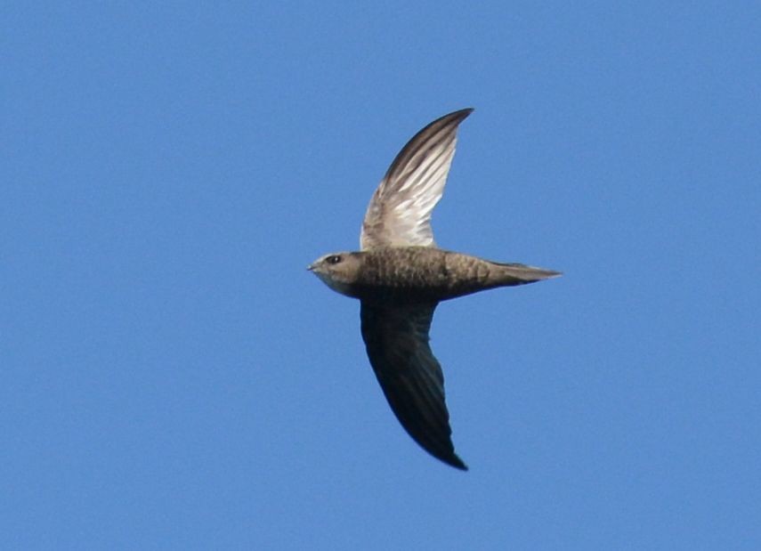 Malagasy Swift - Frank Hawkins