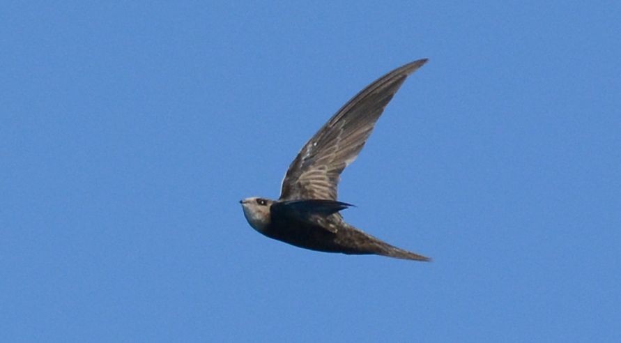 Malagasy Swift - ML487721881