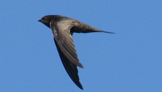 Malagasy Swift - Frank Hawkins