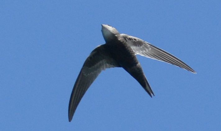 Malagasy Swift - ML487721911