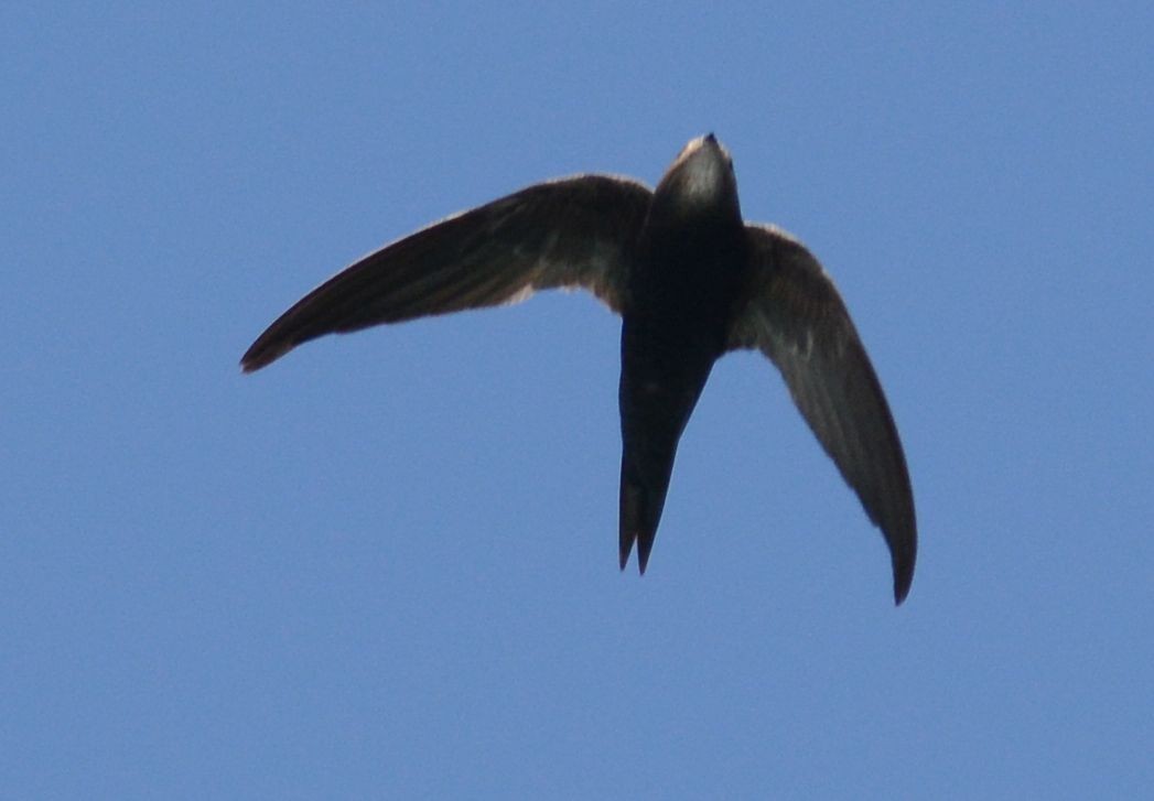 Malagasy Swift - ML487721931