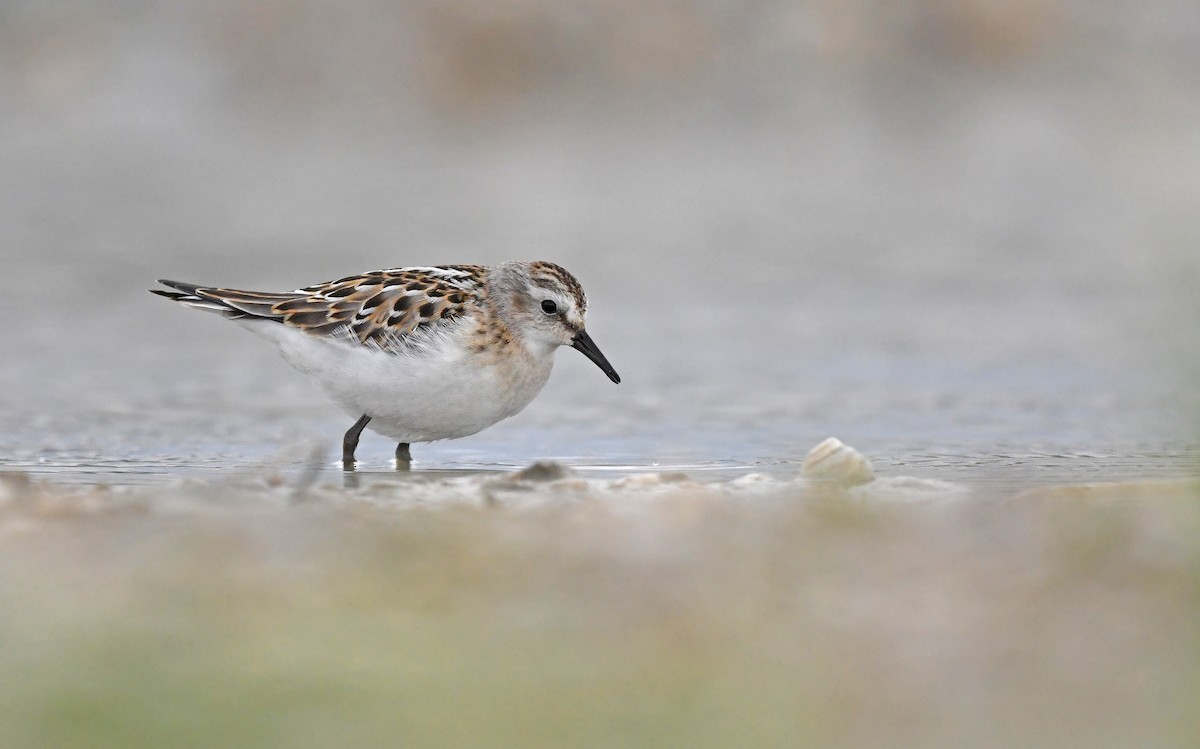 Little Stint - Christoph Moning