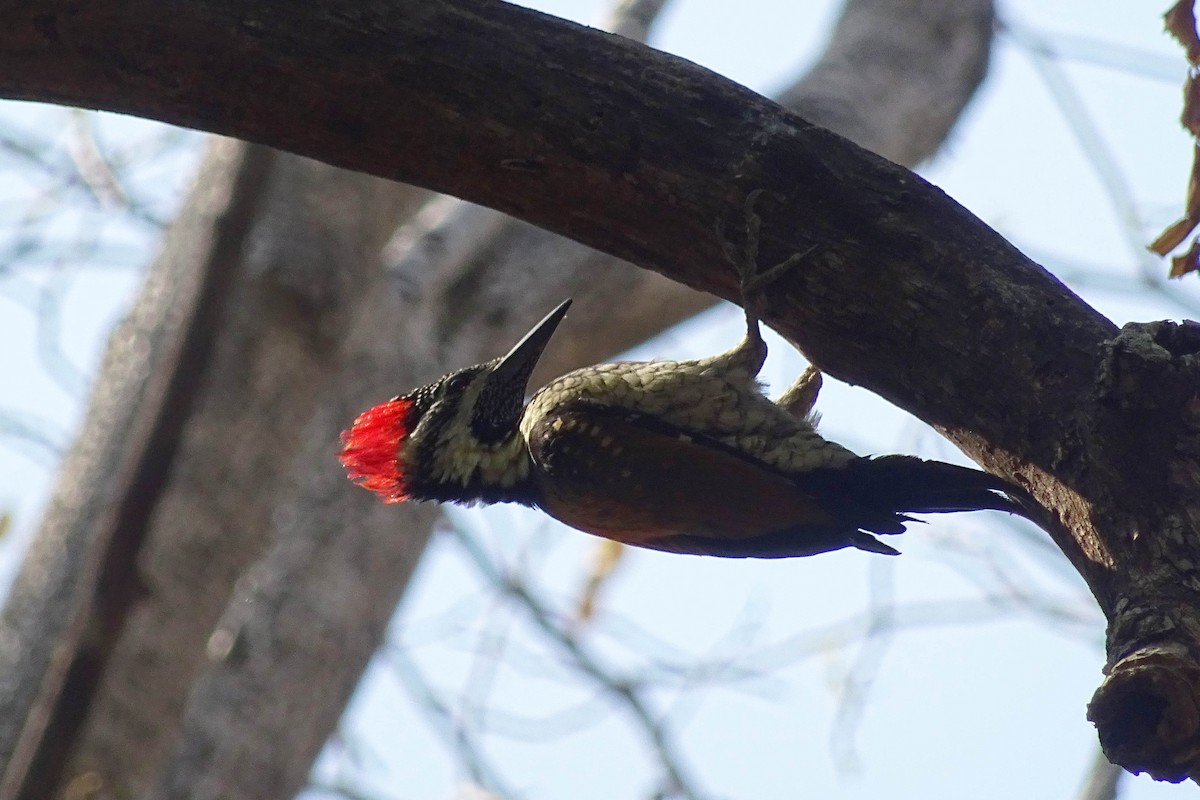 datel ohnivý - ML48772281