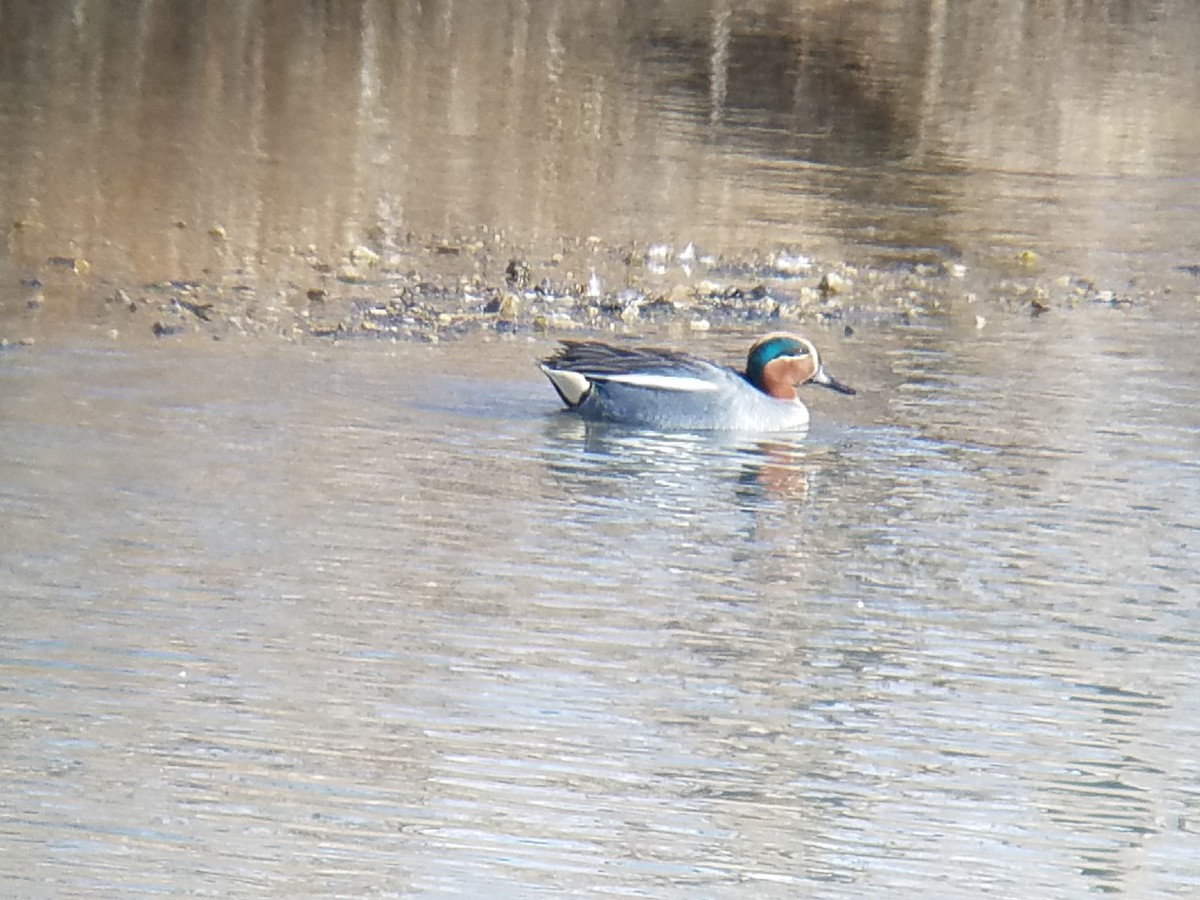 Green-winged Teal (Eurasian) - Shannon Thompson