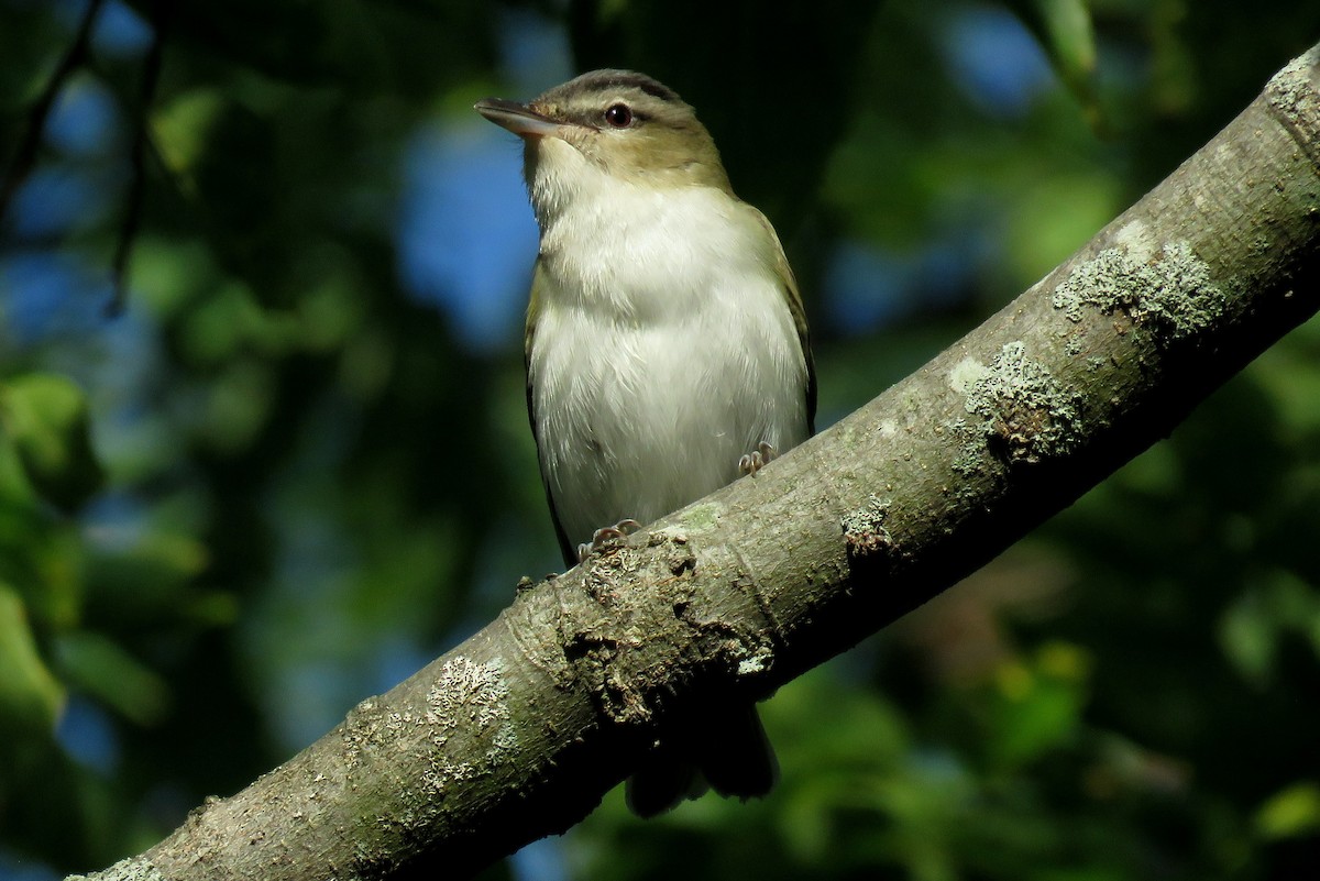 Red-eyed Vireo - ML487723621