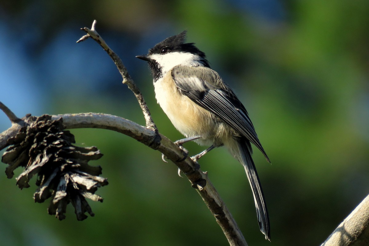 Mésange à tête noire - ML487723691