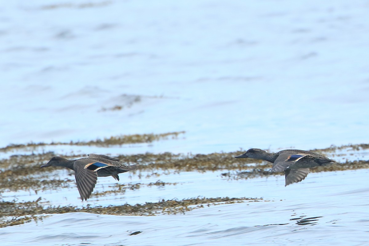 Green-winged Teal - ML487723801