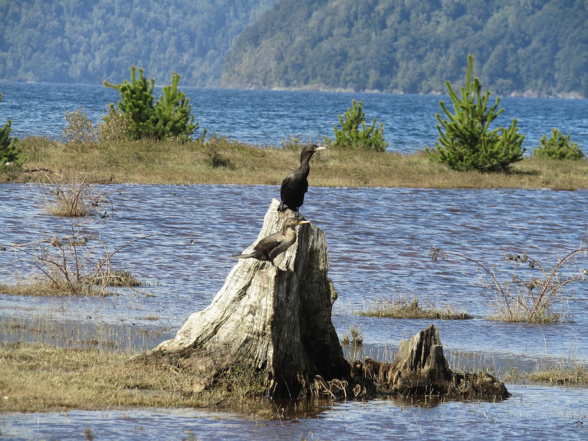 Neotropic Cormorant - Claudio Jorge Paccot