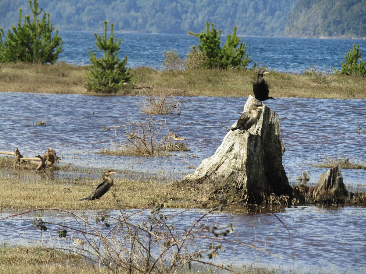 Neotropic Cormorant - ML487723831