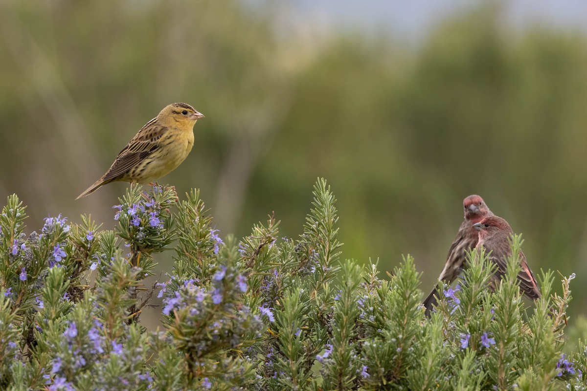 bobolink - ML487724081