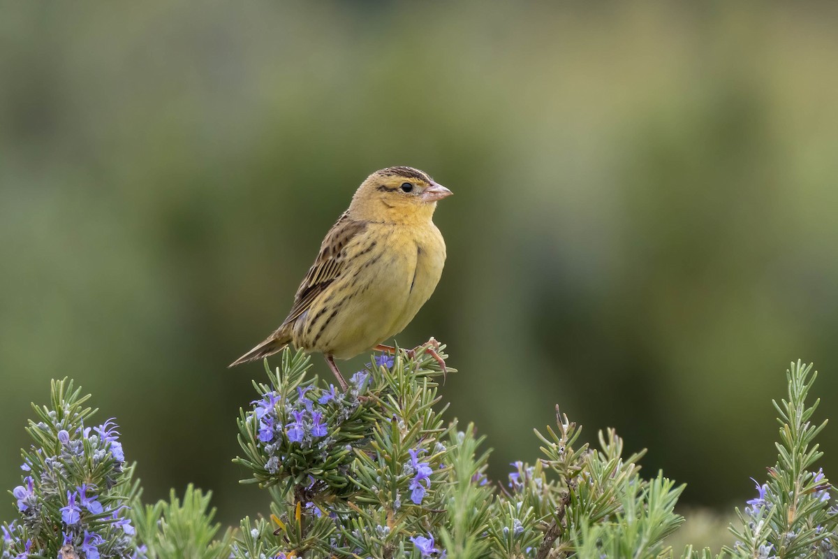 bobolink - ML487724181
