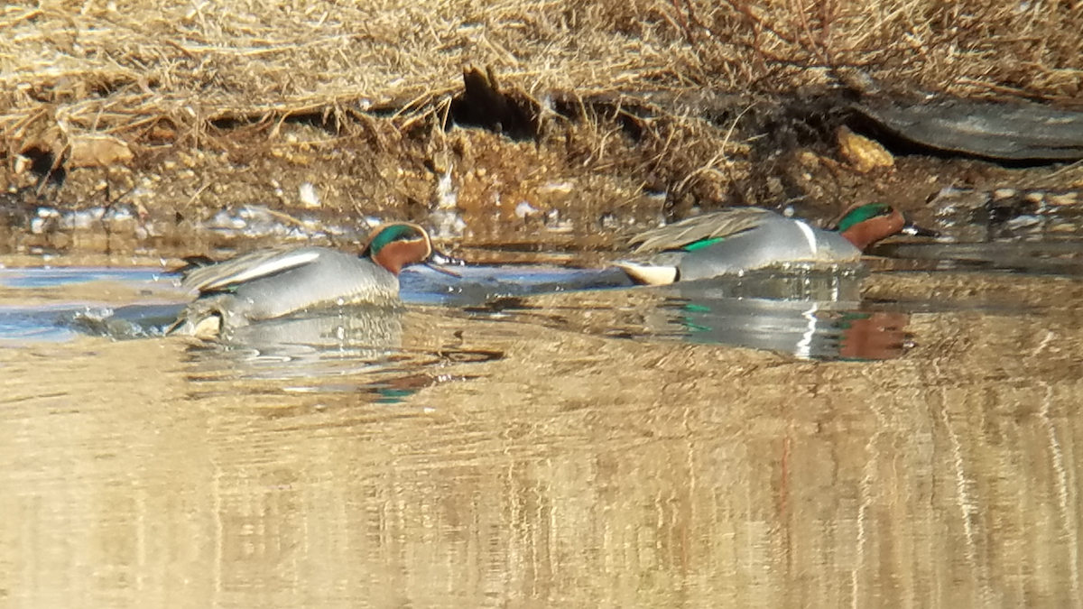 Green-winged Teal (Eurasian) - Shannon Thompson