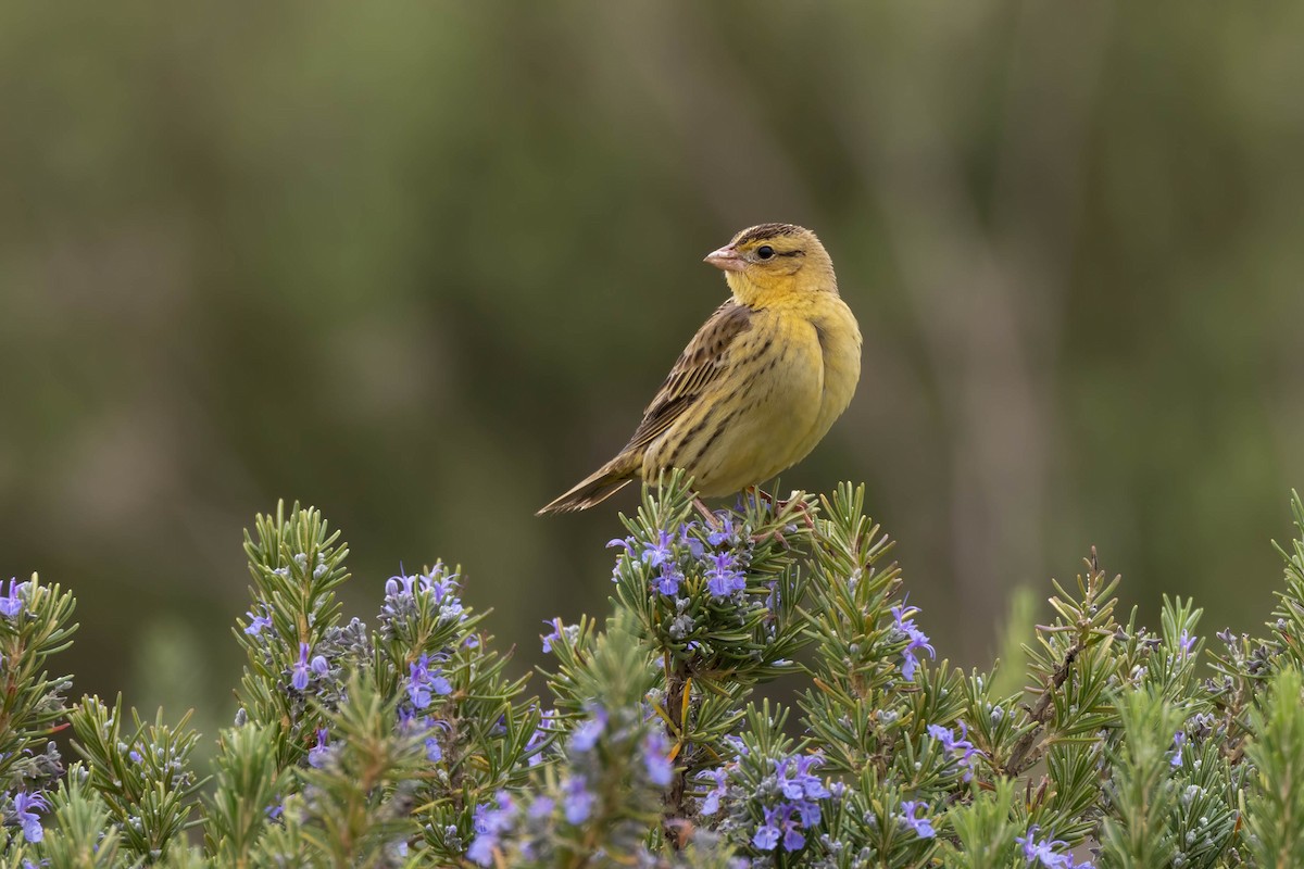 bobolink - ML487724221