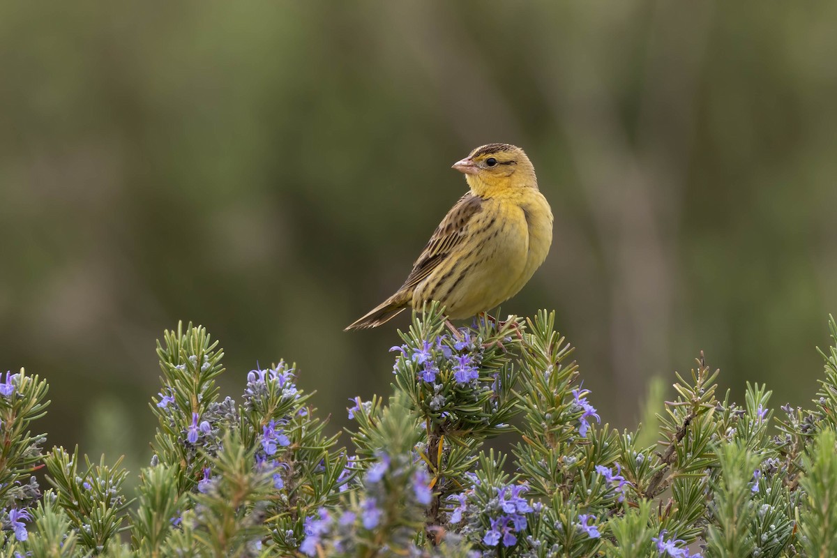 bobolink - ML487724221