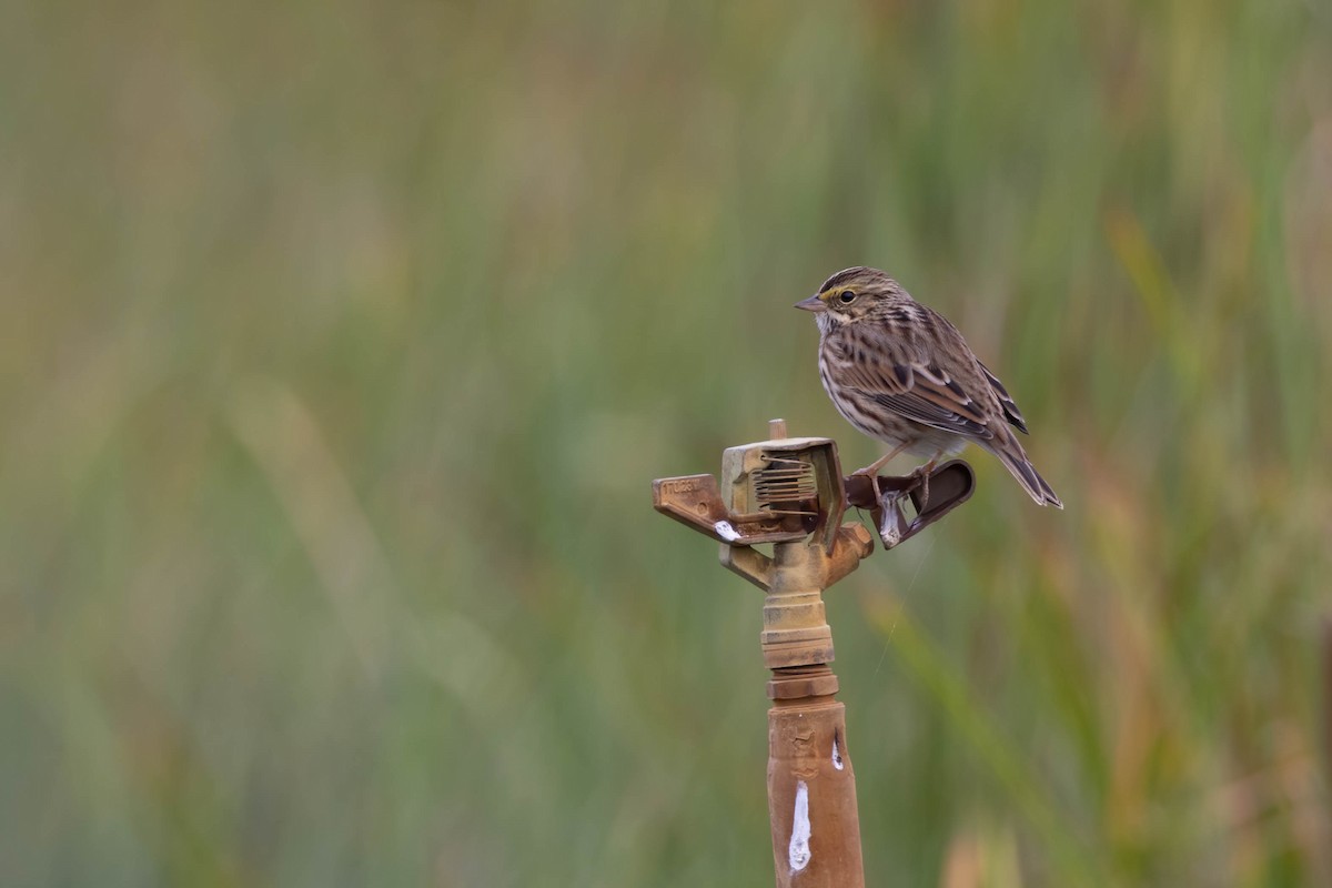 Savannah Sparrow - ML487724341