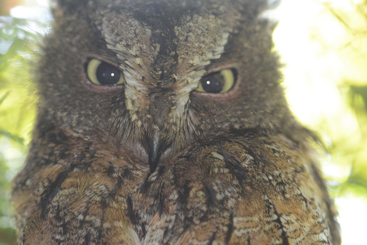 Madagascar Scops-Owl (Rainforest) - Frank Hawkins