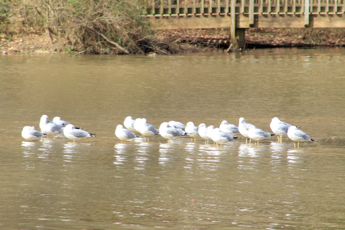 goéland ou mouette sp. - ML48772491