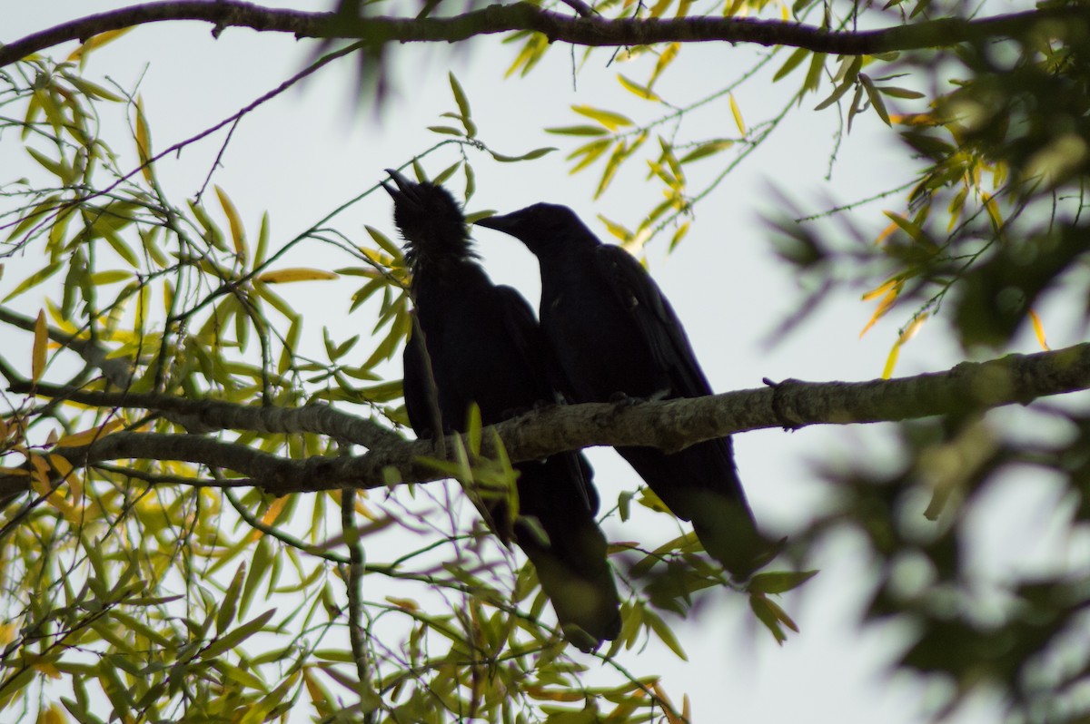 Fish Crow - ML487725081