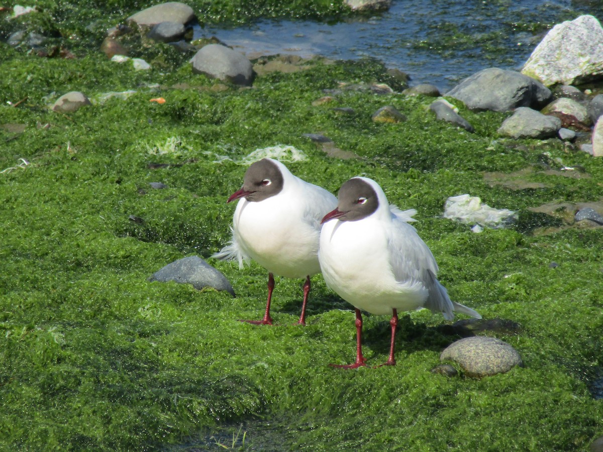 Brown-hooded Gull - ML487725421