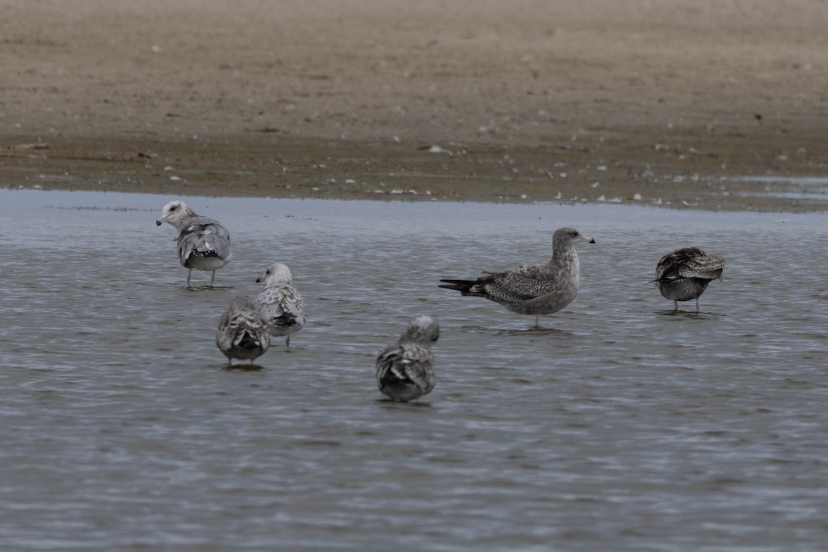 California Gull - ML487725441