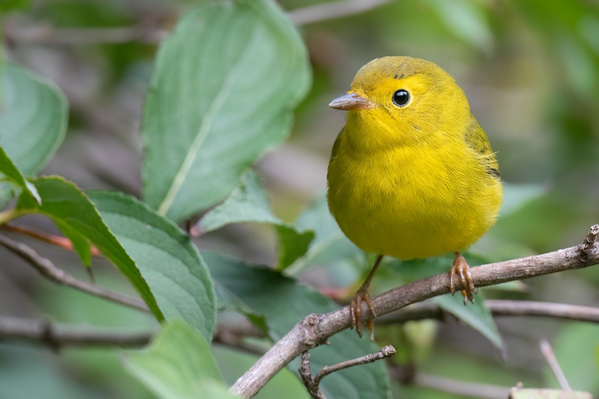 Wilson's Warbler - ML487725771