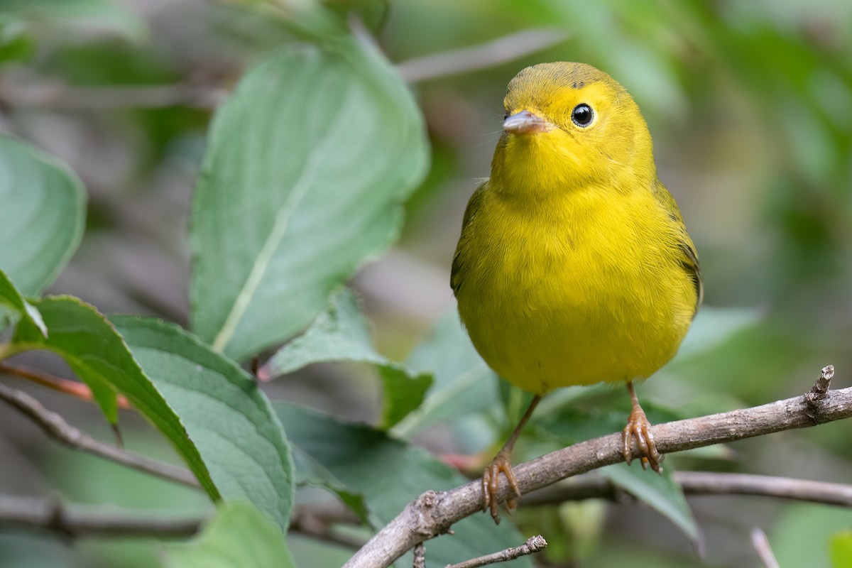 Wilson's Warbler - ML487725781