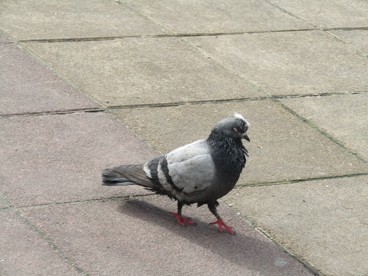 Сизый голубь (Одомашненного типа) - ML487726831