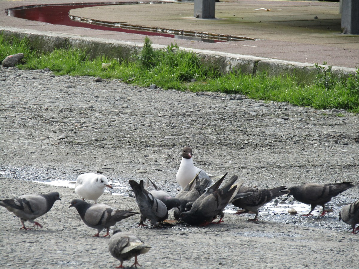 Rock Pigeon (Feral Pigeon) - ML487727031