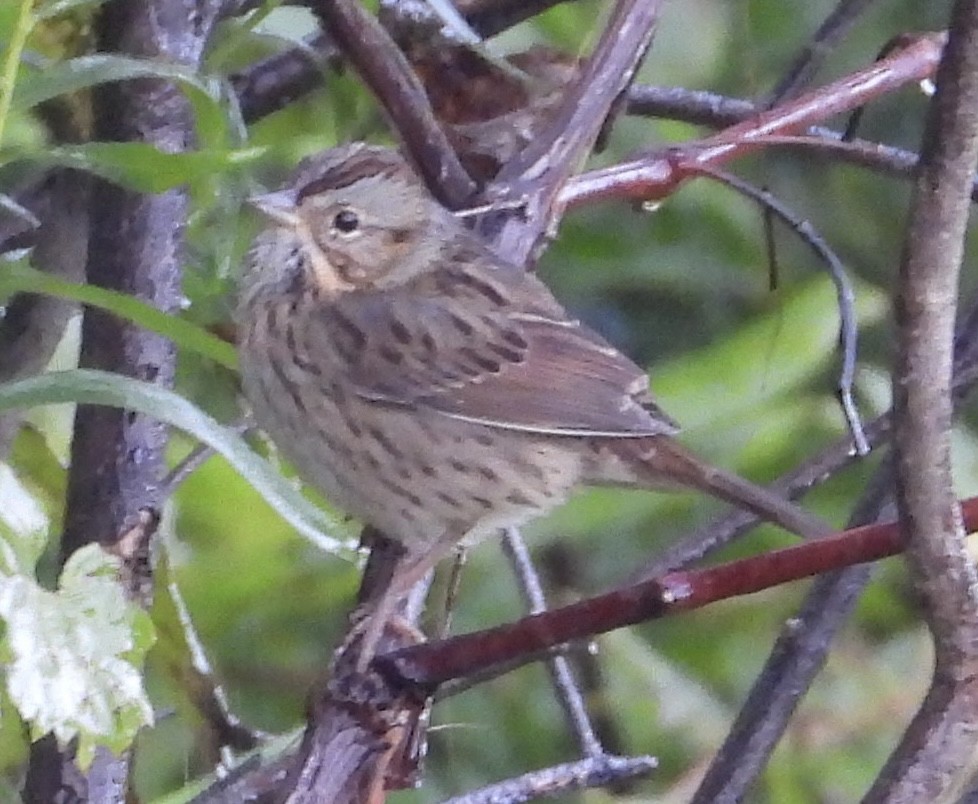 Lincoln's Sparrow - ML487727161