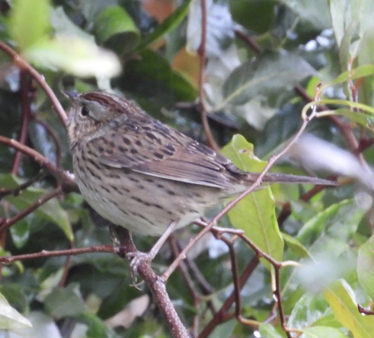 Lincoln's Sparrow - ML487727171