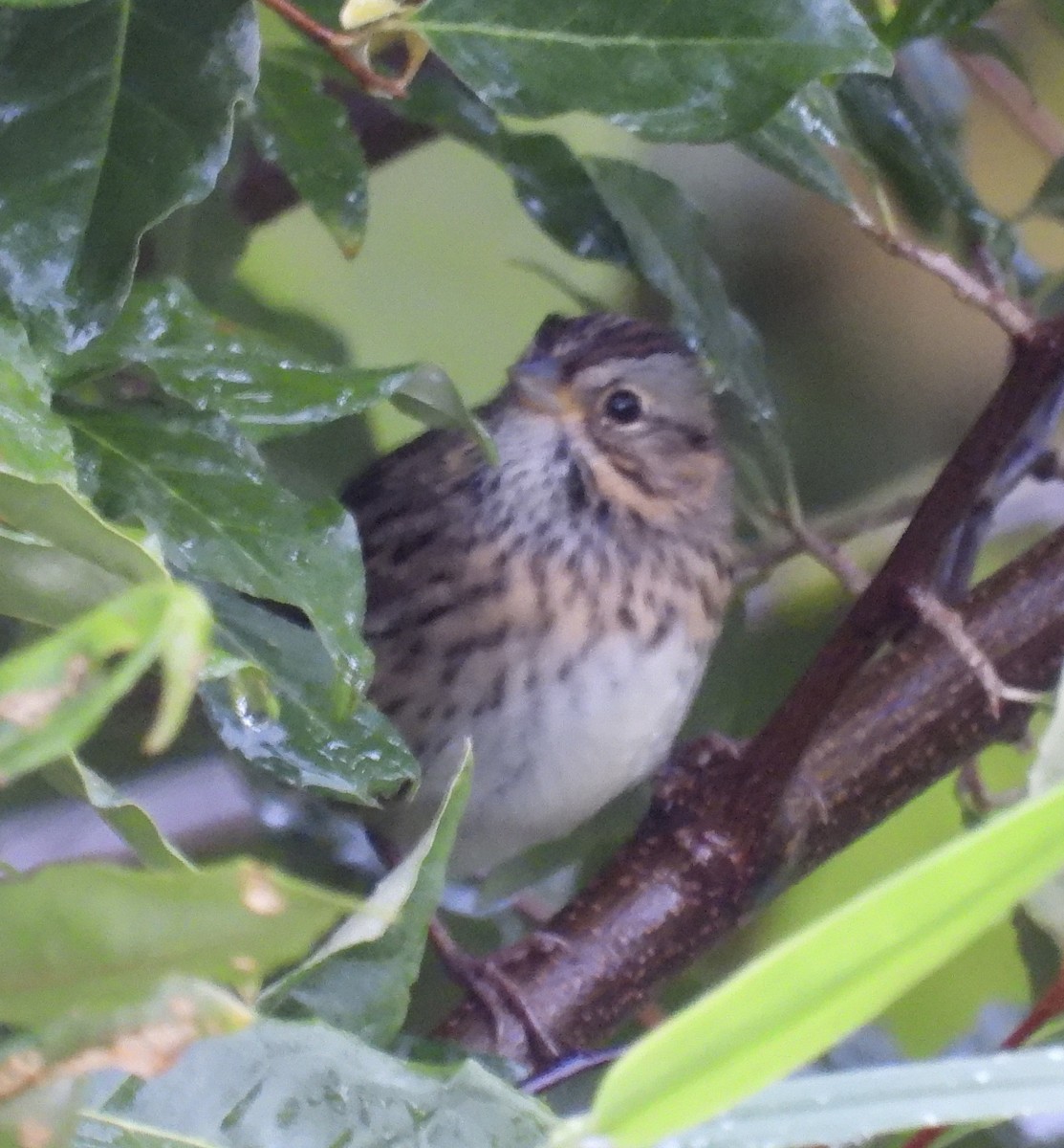 Lincoln's Sparrow - ML487727181