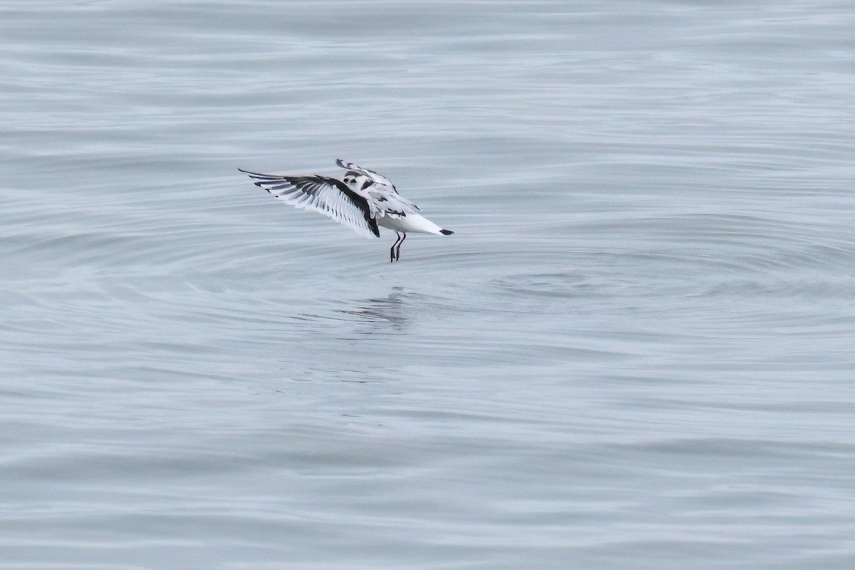 Mouette pygmée - ML487727371