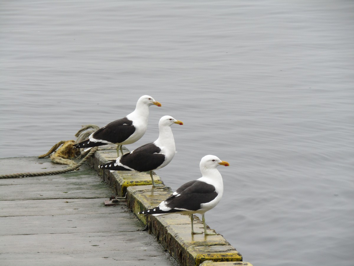 Kelp Gull - ML487727391